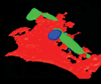 Image: Tumor cells (green) adhere on the endothelium (red) that becomes activated and permeable via CCL2-CCR2 signaling. Tumor cell extravasation is facilitated by recruited monocytic cells (blue). Technique: Adaptation of confocal image stacks creating an artificial surface. (Photo courtesy of the University of Zurich.)
